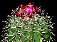 Melocactus bahiensis JB.JPG